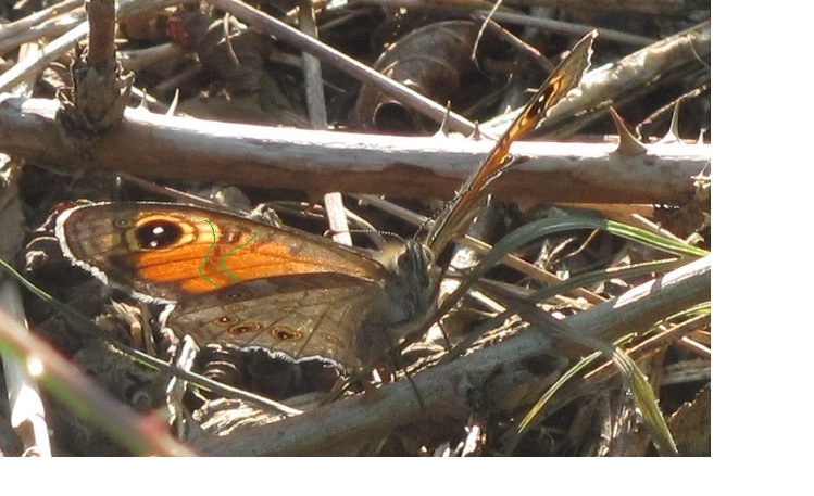 Lasiommata megera? No, L. maera, Nymphalidae